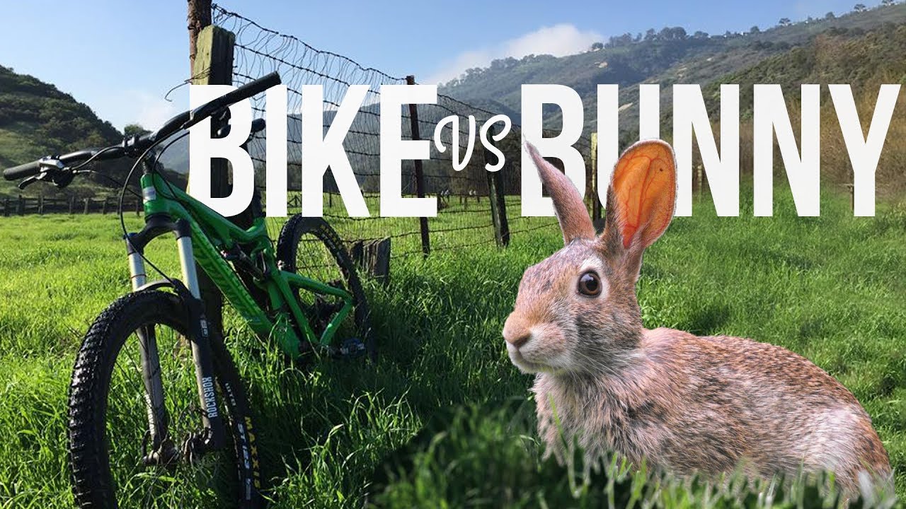 Bike Vs Bunny: a mountain bike trail tale