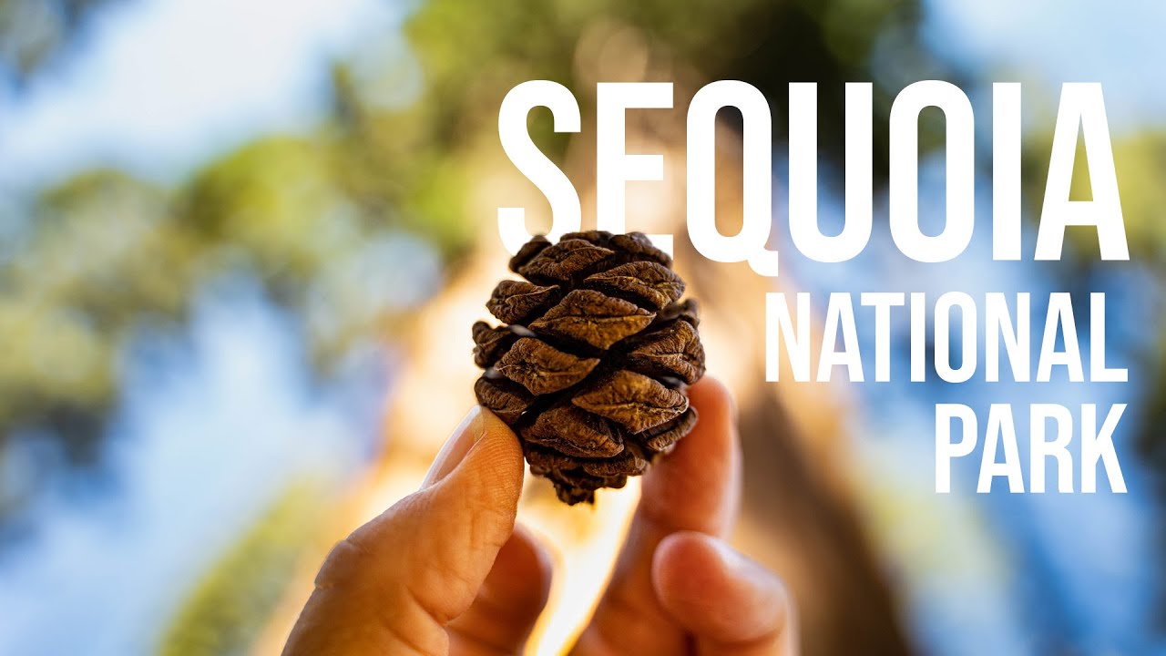 Sequoia National Park – swimming spots and big trees | where to stay, what to do